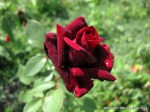 Perle Noire-3.jpg